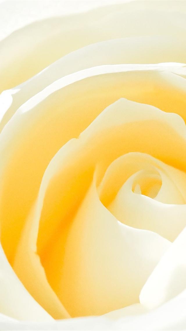 Hd Yellow White Rose Iphone 5 Wallpapers - Yellow Rose Wallpaper Iphone , HD Wallpaper & Backgrounds