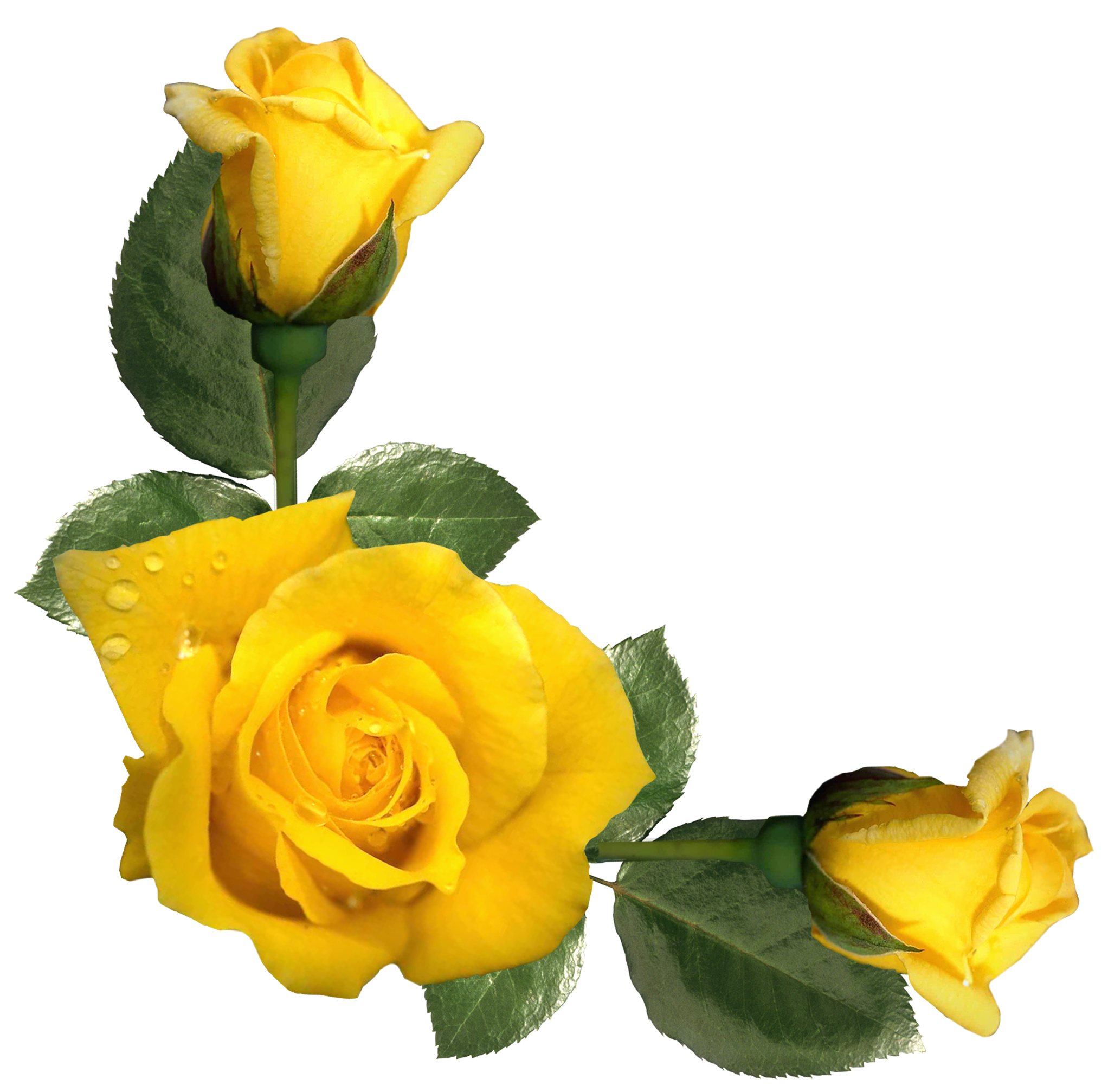 Yellow Rose Border Png , HD Wallpaper & Backgrounds
