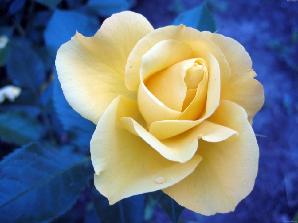 White Rose Wallpaper - Yellow And Blue Rose , HD Wallpaper & Backgrounds