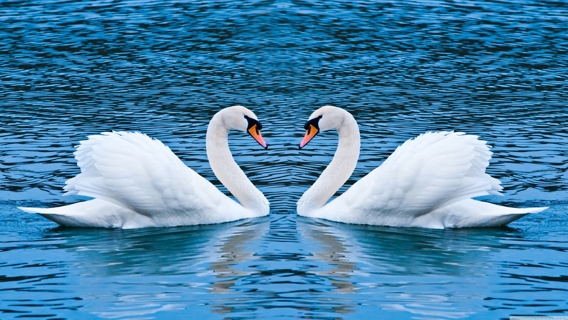 - - White Swans , HD Wallpaper & Backgrounds