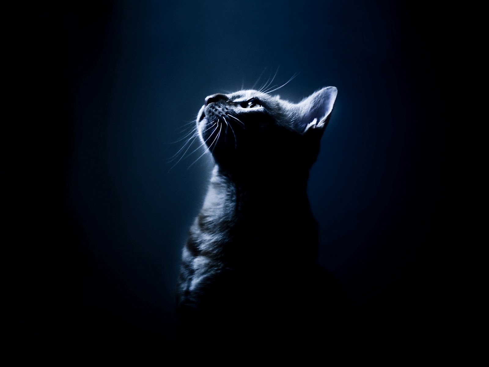 Cute Cat Wallpaper Black Background