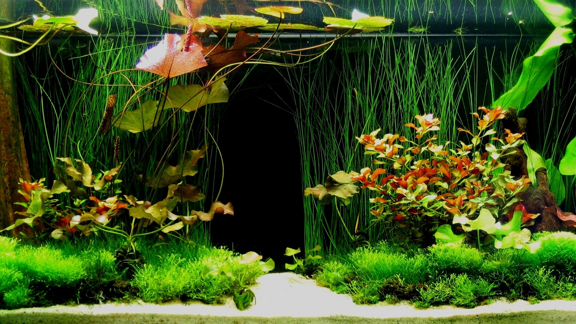 Background Aquarium Hd , HD Wallpaper & Backgrounds