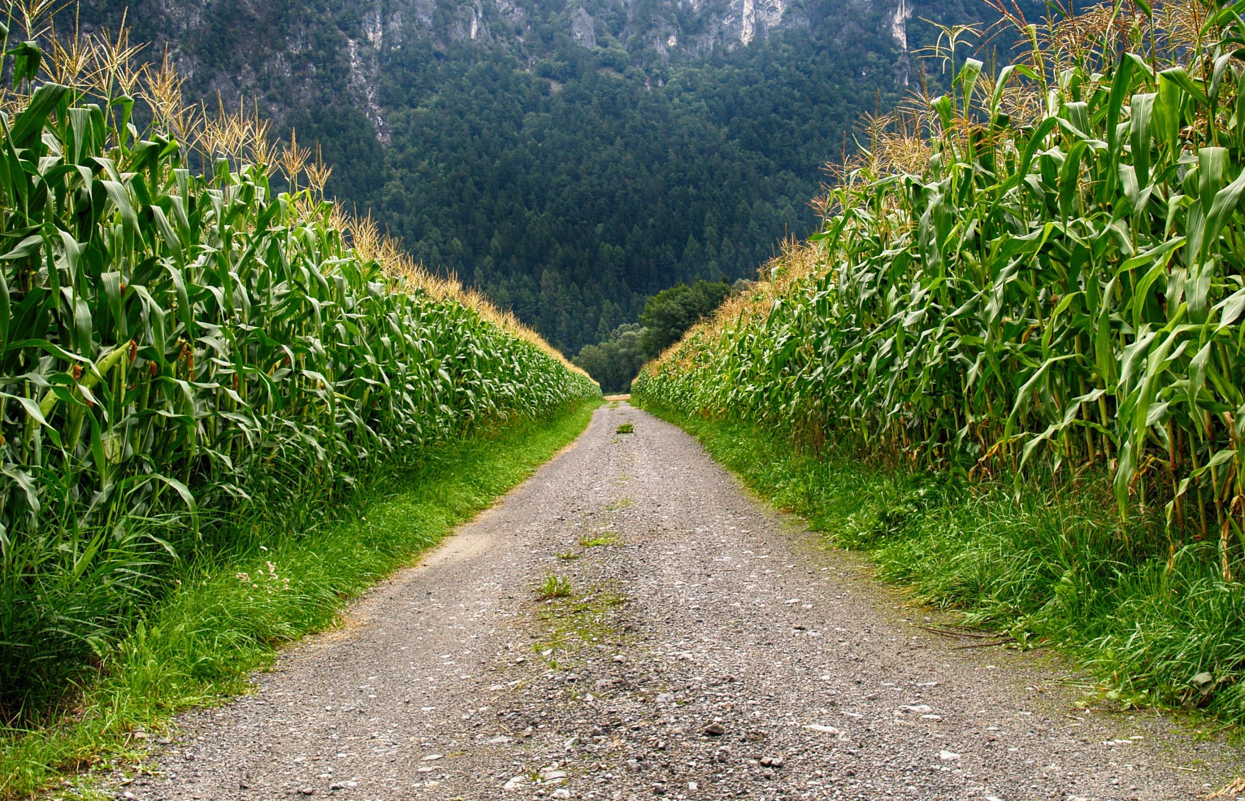 Beautiful Village Road Wallpaper Free Download , HD Wallpaper & Backgrounds