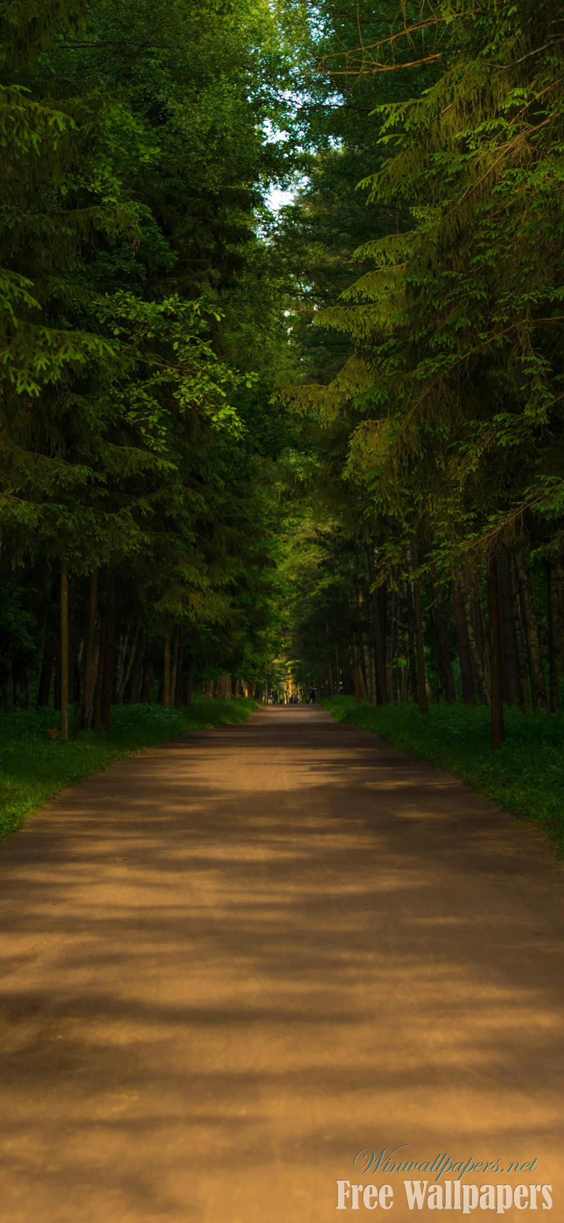 Forest Road Wallpaper For Iphone X - Iphone X Wallpaper Hd , HD Wallpaper & Backgrounds