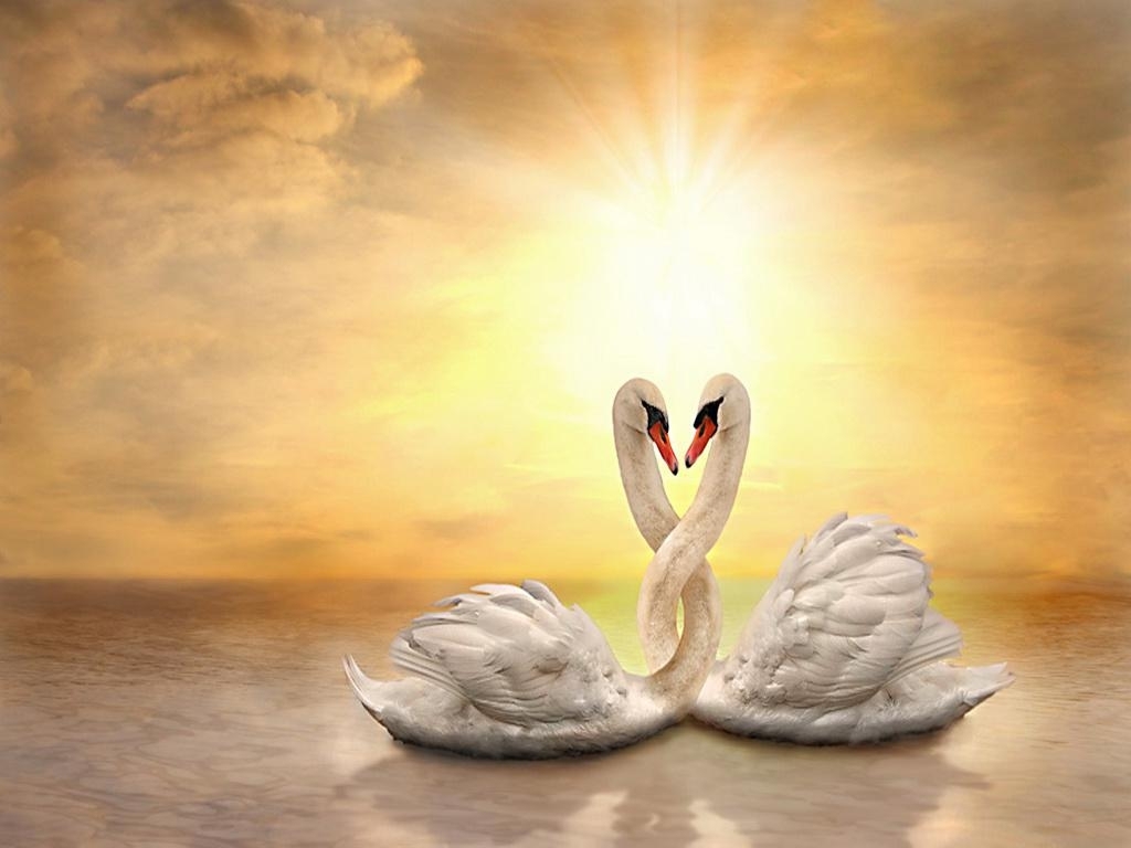 Hd Love Wallpapers For Android Mobile Full Screen 1080p - Swan , HD Wallpaper & Backgrounds
