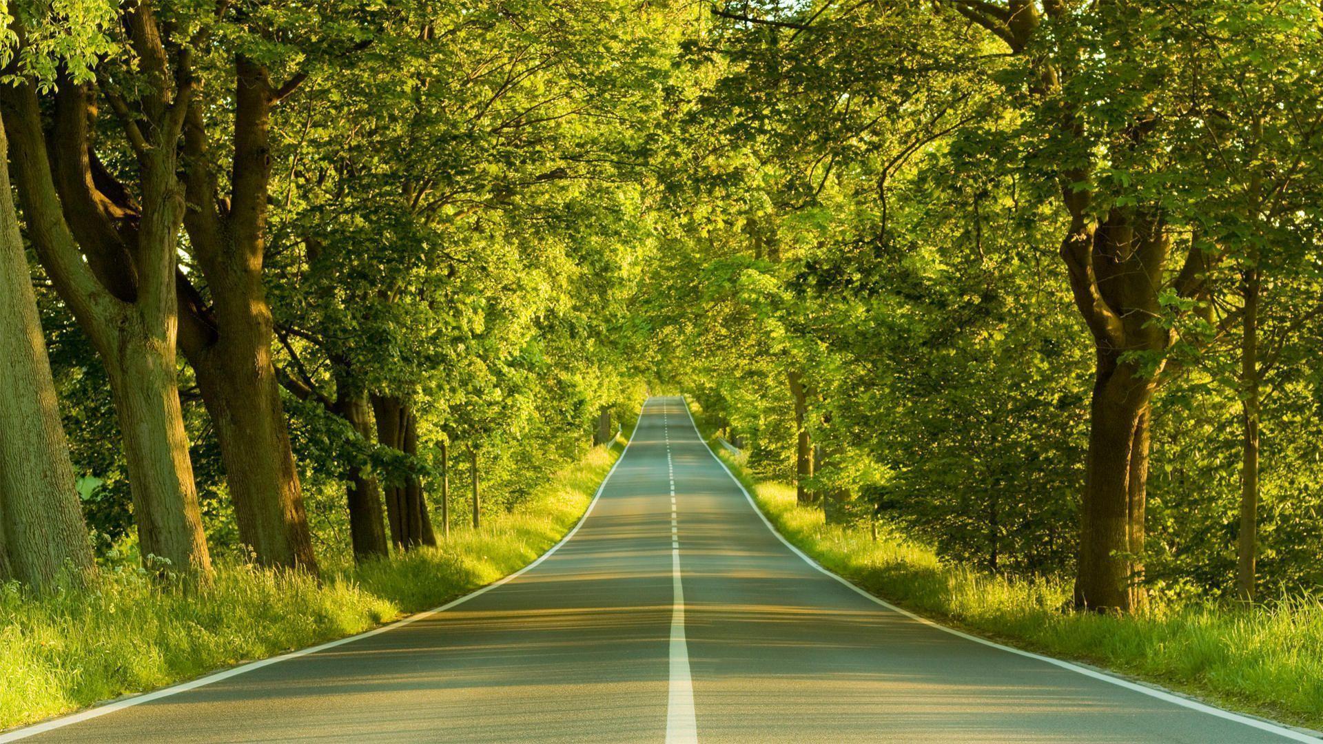 Forest Road Wallpaper - 1080p Nature Wallpaper Full Hd , HD Wallpaper & Backgrounds