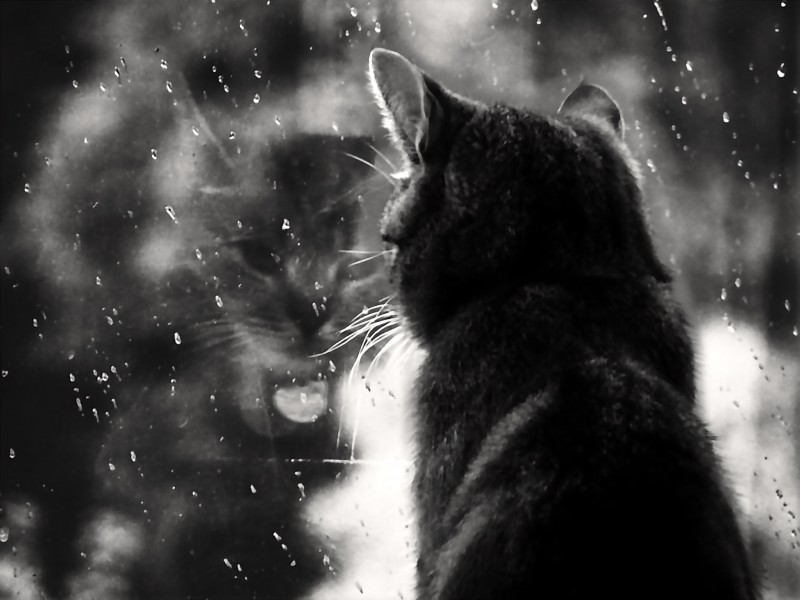 Rainy Mood Wallpaper - Rain And Cat , HD Wallpaper & Backgrounds