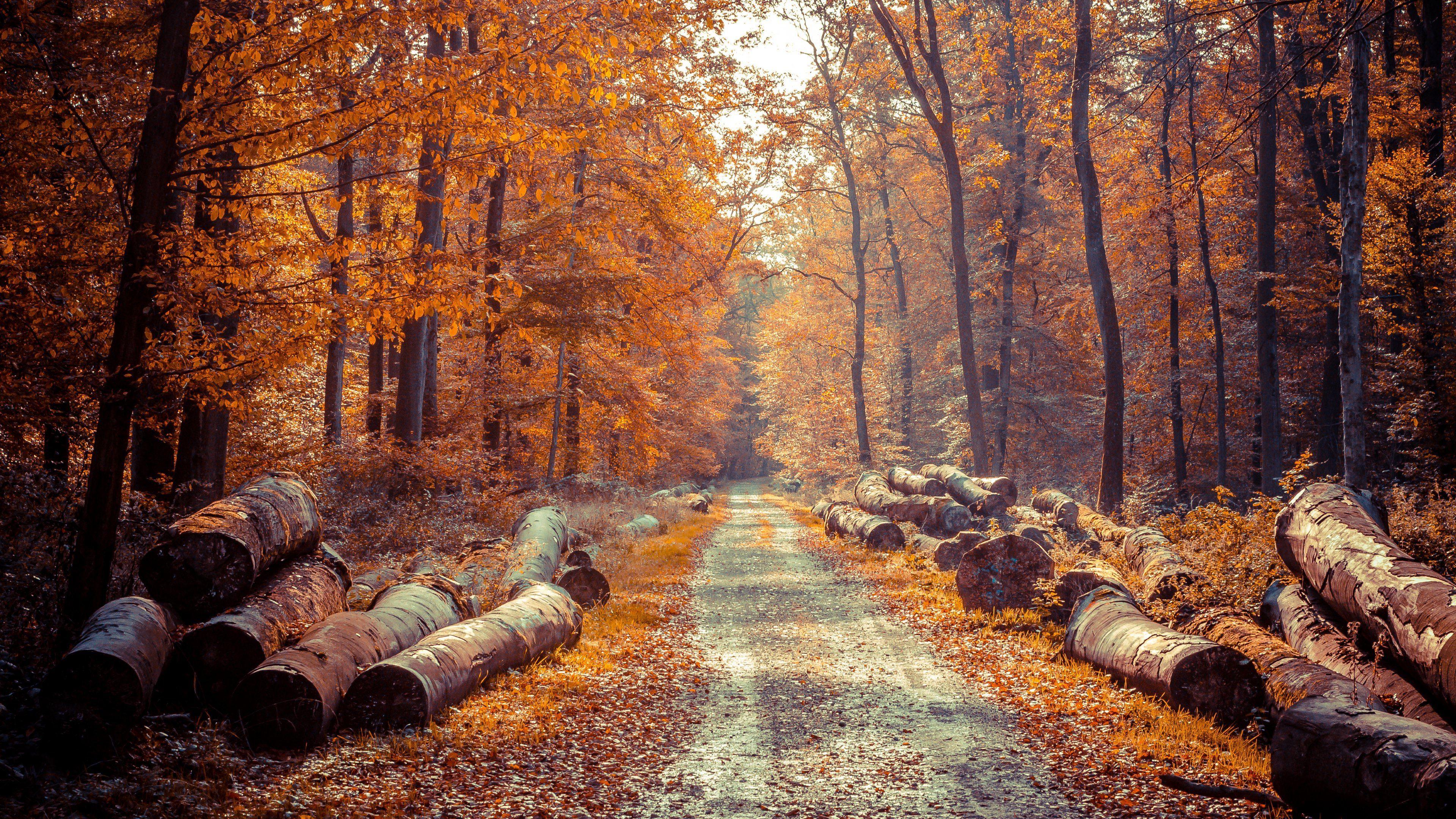 Hd Tree Logs On The Road Side Wallpaper - New Manipulation Nature Background , HD Wallpaper & Backgrounds
