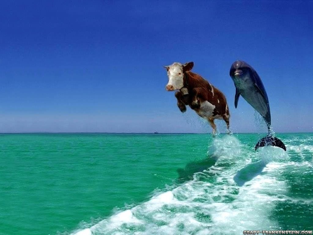 Dolphin And Cow , HD Wallpaper & Backgrounds
