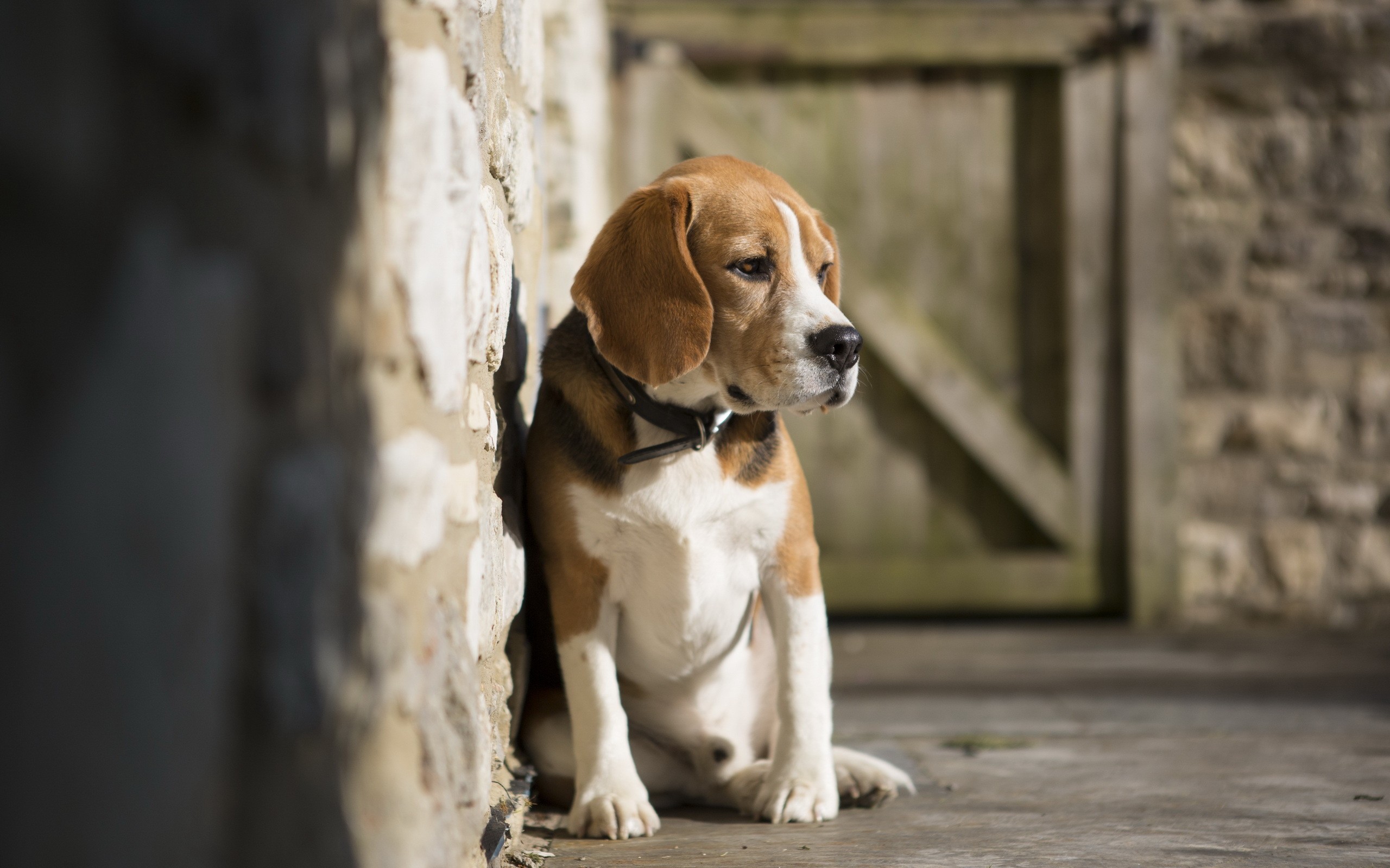 Sad, Beagle, Full, Screen, High, Resolution, Wallpaper, - Cute Beagle Wallpaper Hd , HD Wallpaper & Backgrounds