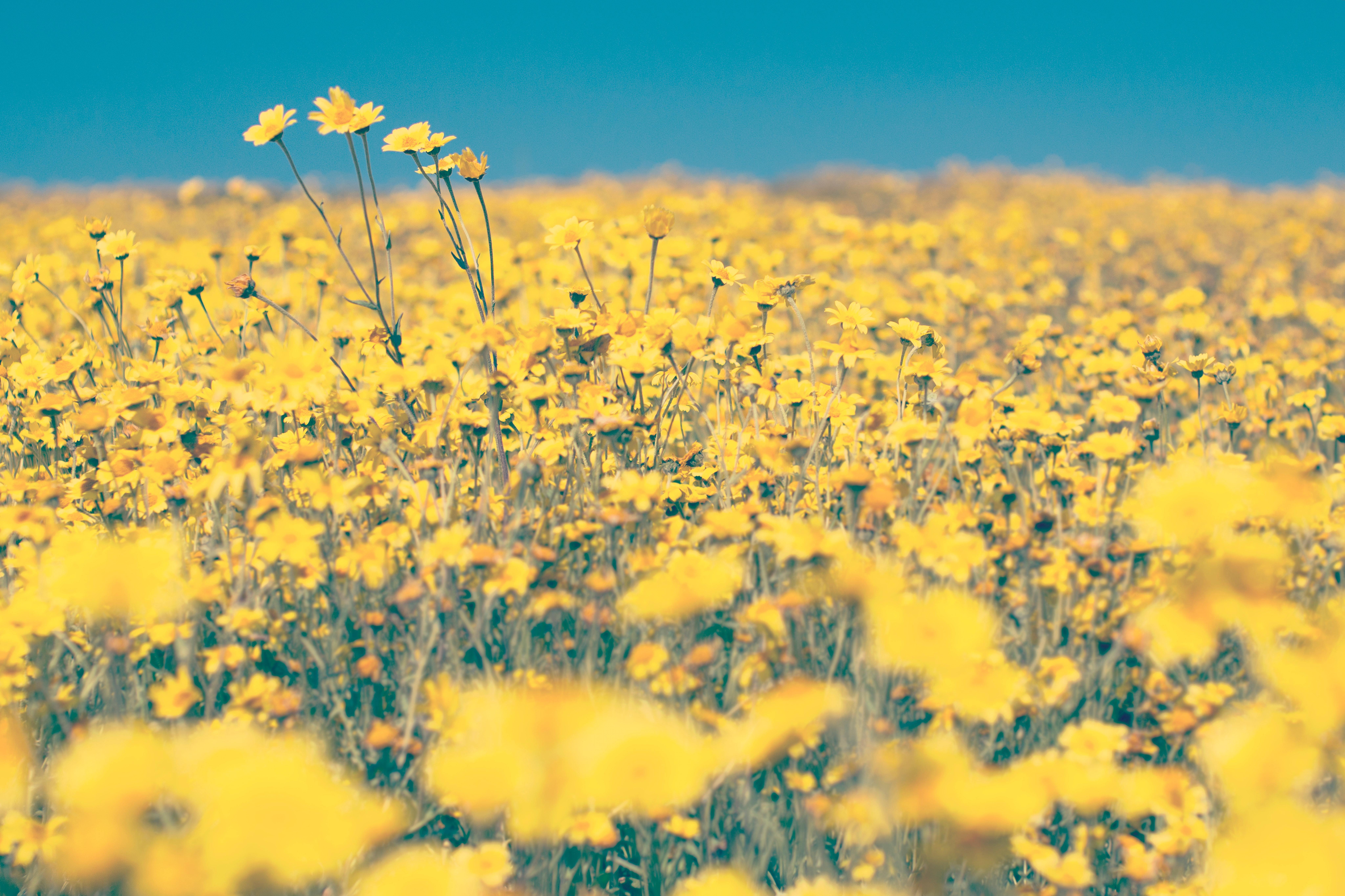 Yellow Flowers Blue Sky , HD Wallpaper & Backgrounds