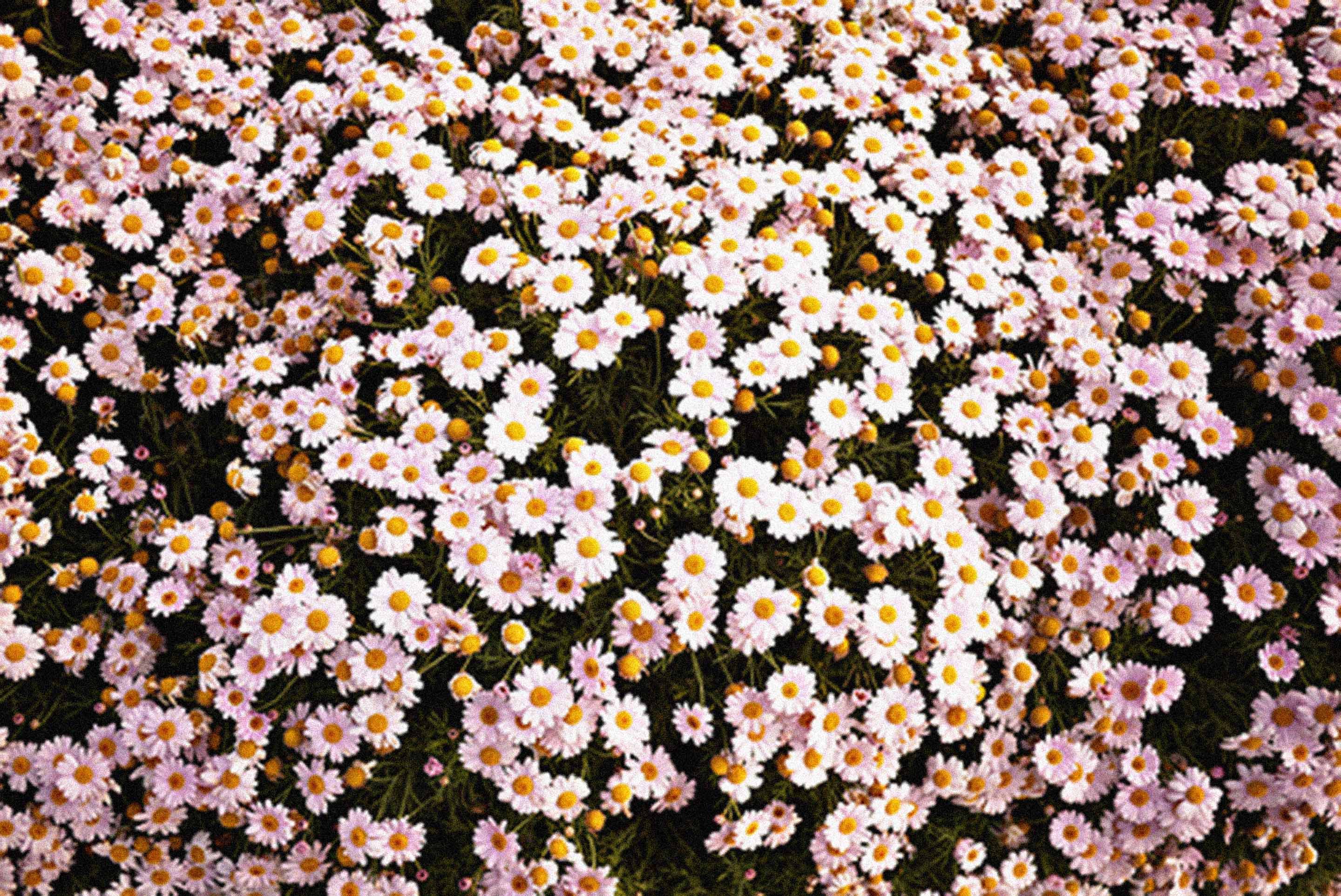 Cute Tumblr Wallpaper - Aesthetic Daisy Flower Hd , HD Wallpaper & Backgrounds