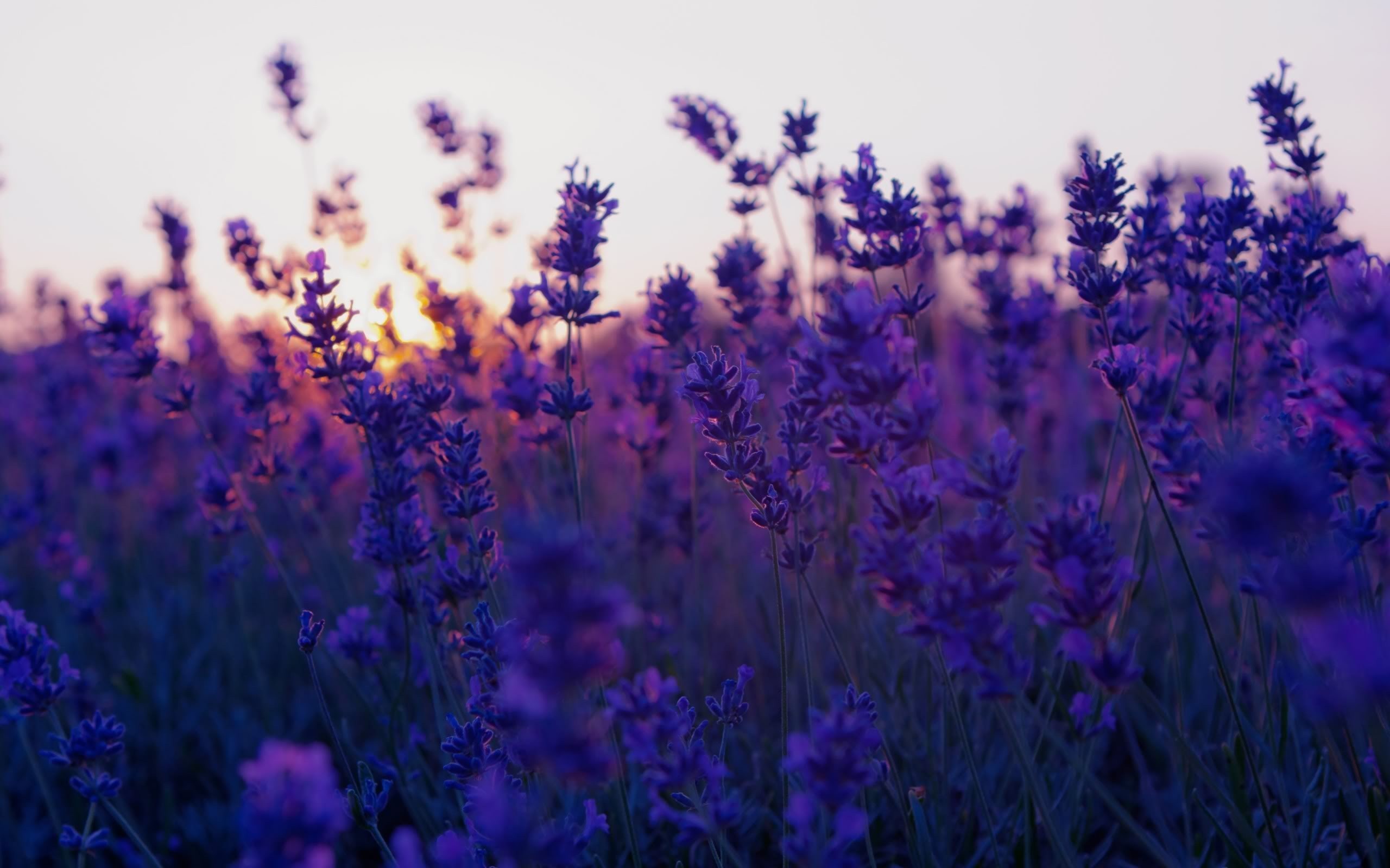 Related Wallpaper Collections - Lavender Flower , HD Wallpaper & Backgrounds