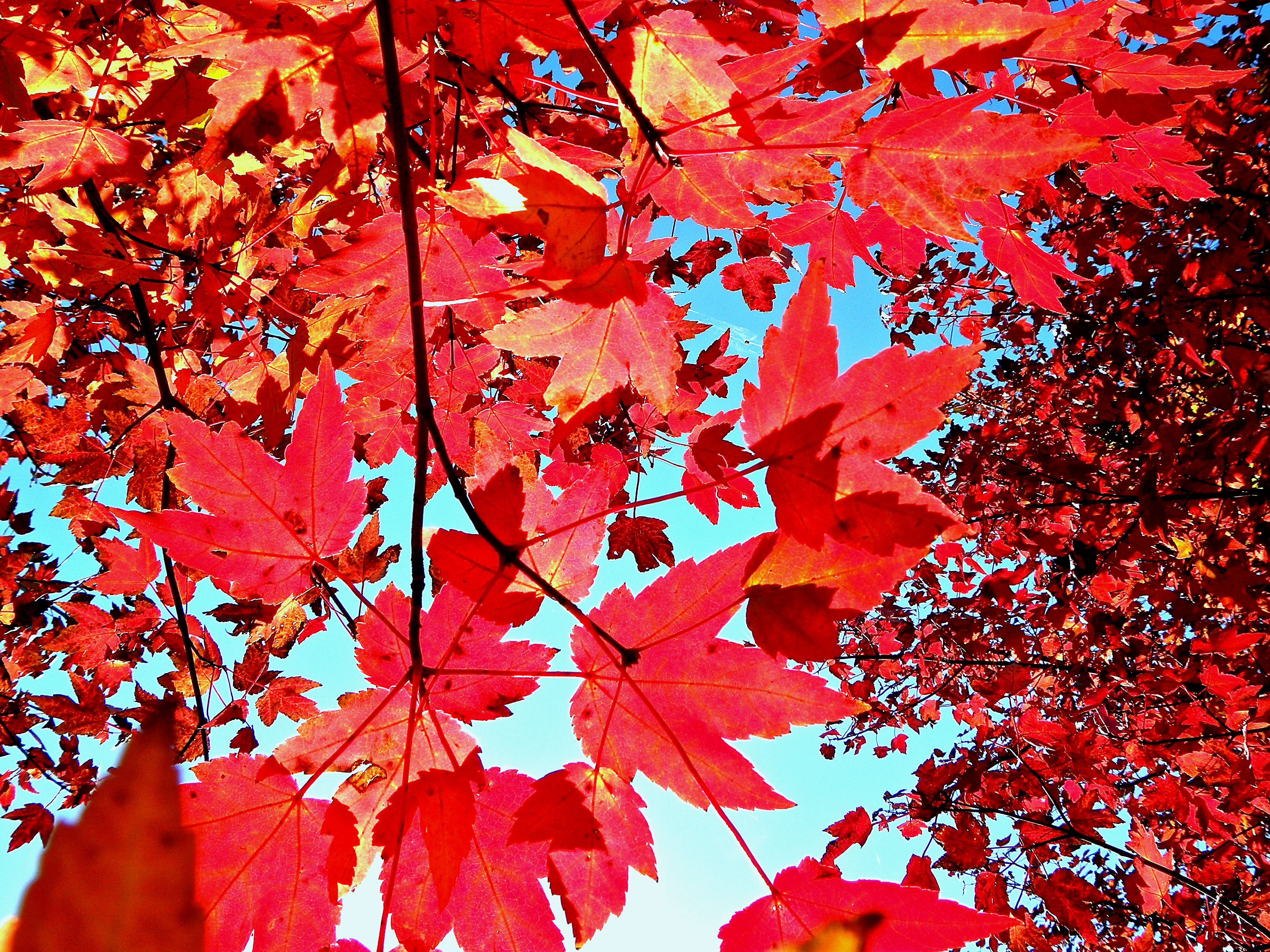 Tropical Leaves Iphone Wallpaper - Autumn , HD Wallpaper & Backgrounds