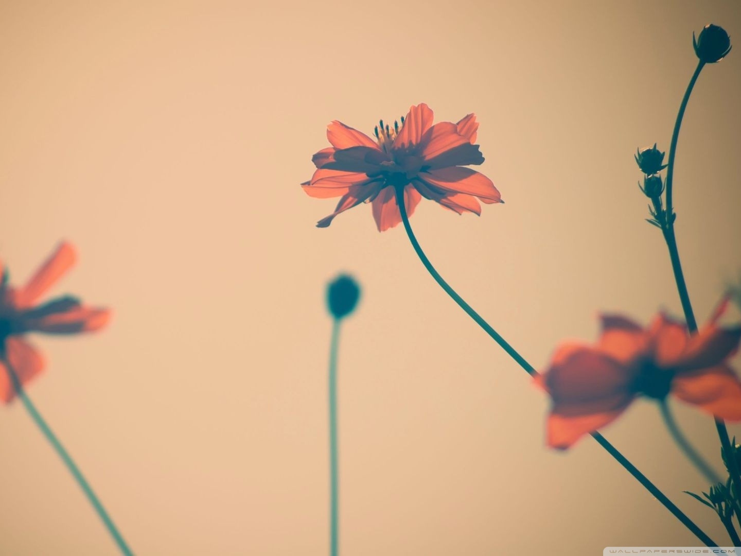 Standard - Flowers , HD Wallpaper & Backgrounds