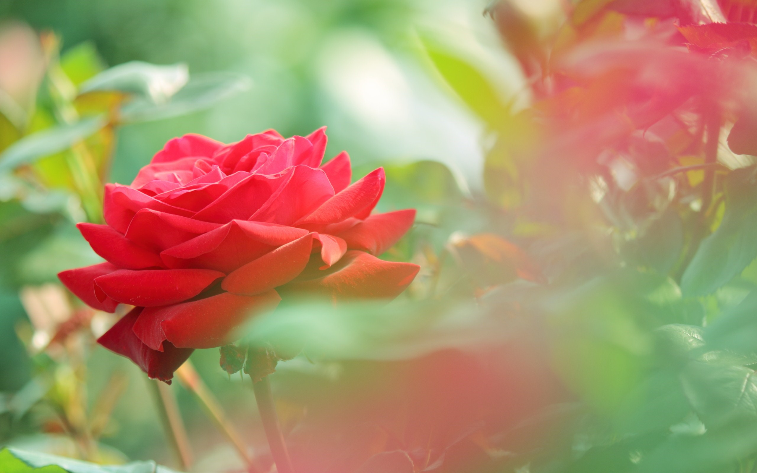 Cute Rose Flowers Hd , HD Wallpaper & Backgrounds
