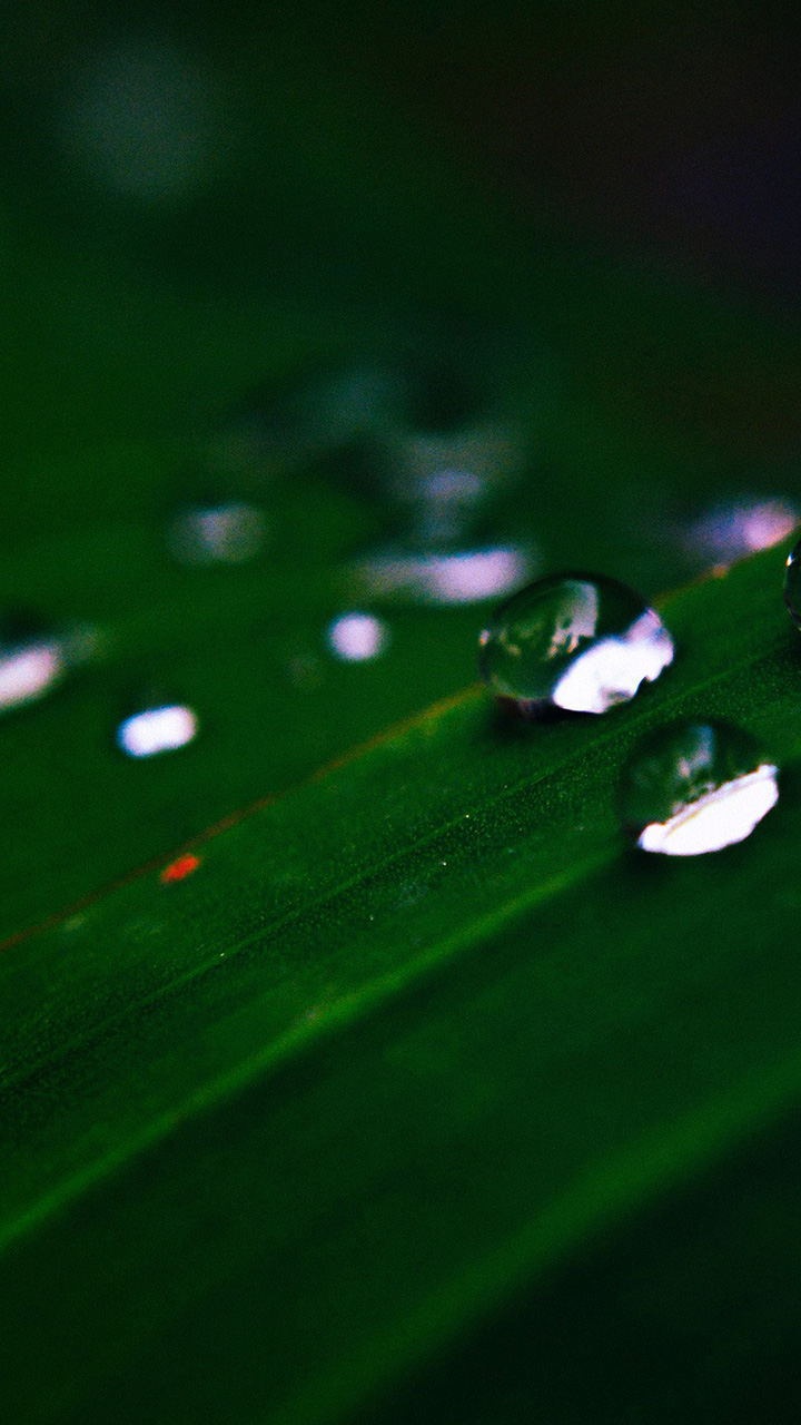 10 Water Drops Nature Dark Leaf After Rain Forest Xiaomi - Macro Photography , HD Wallpaper & Backgrounds