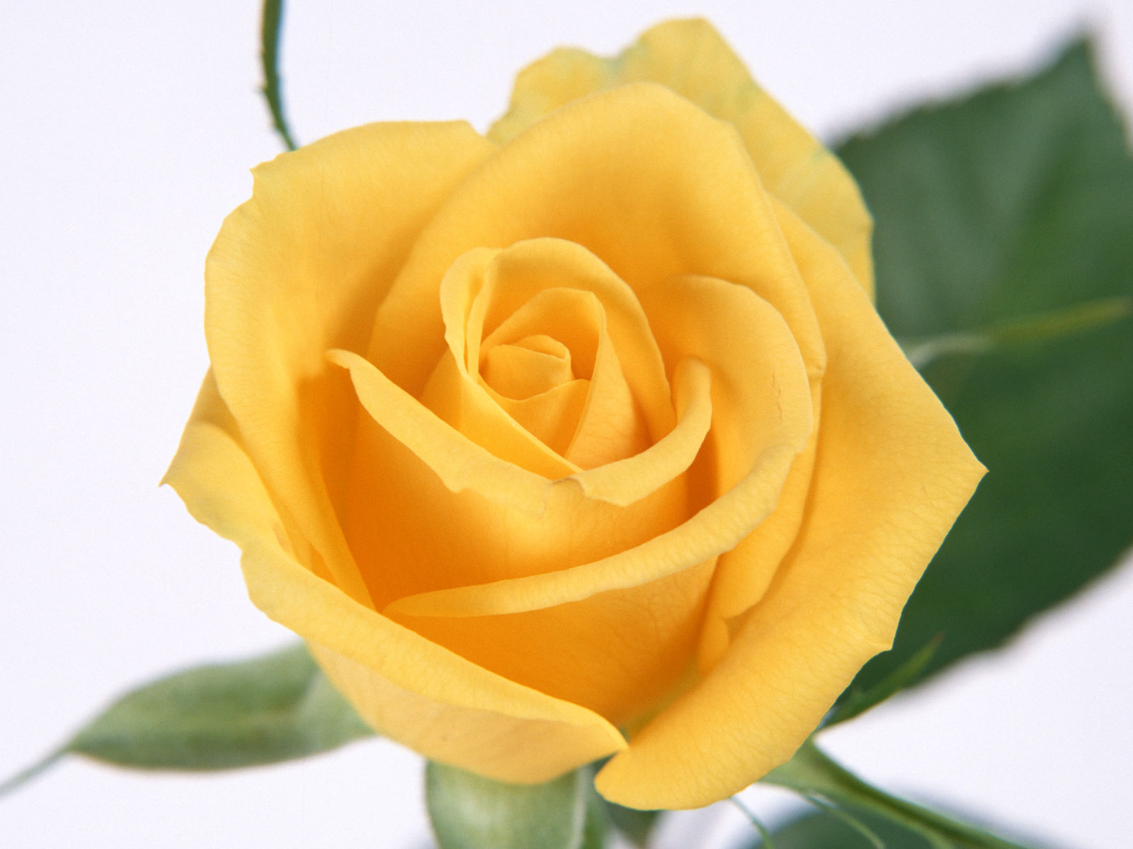 Timeline - High Resolution Yellow Rose , HD Wallpaper & Backgrounds