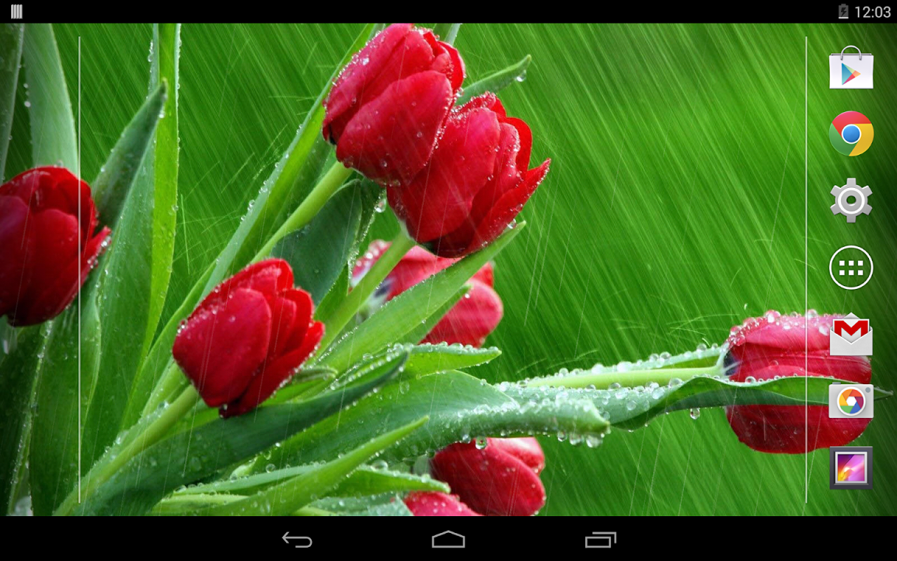 Rose Bush Pink Roses Rai̇n Wallpaper - Rain Wallpapers For Desktop , HD Wallpaper & Backgrounds