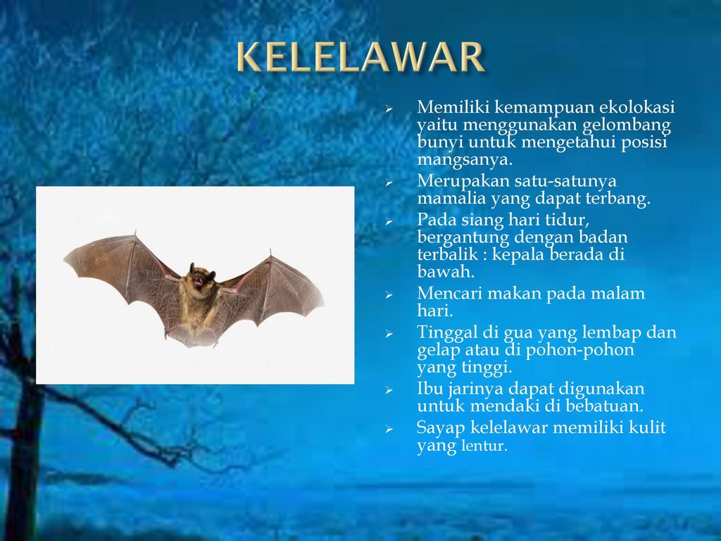 8 Kelelawar - Little Brown Myotis , HD Wallpaper & Backgrounds
