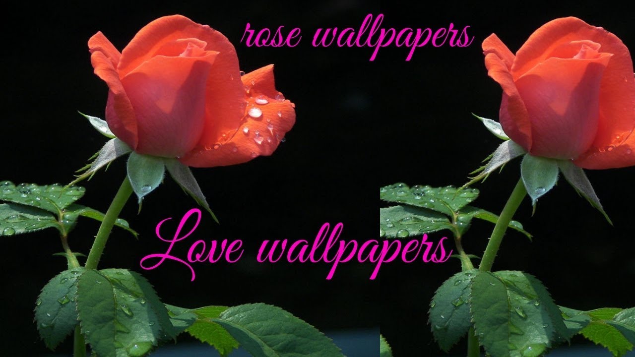 Red Rose Wallpapers Romantic - Flower , HD Wallpaper & Backgrounds