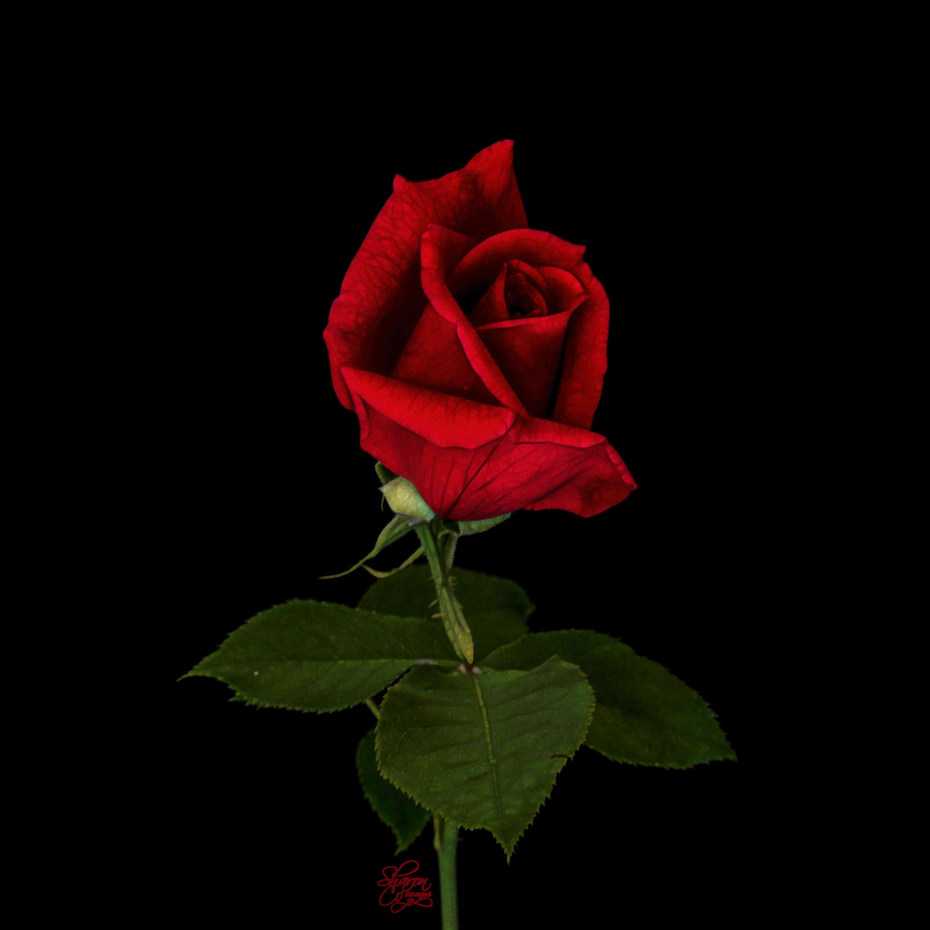 Single Red Rose Single Red Rose Picture Download Single - Single Red Rose Background , HD Wallpaper & Backgrounds