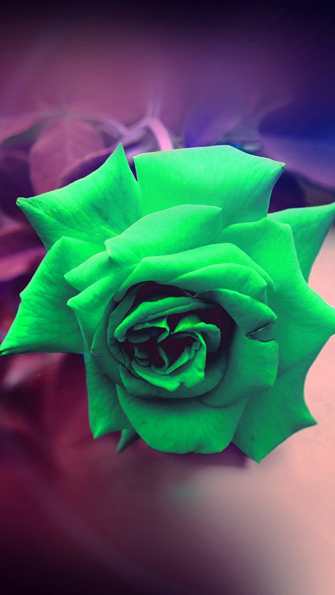 Green Rose Nature Flower Wood Love Valentine Flare - Iphone 7 Wallpaper Green , HD Wallpaper & Backgrounds