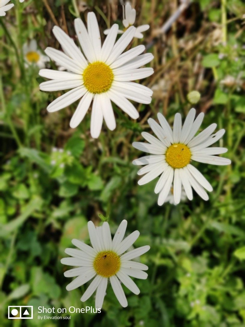 Himalayan Botanical Garden In Nainital Seems To Have - Oxeye Daisy , HD Wallpaper & Backgrounds
