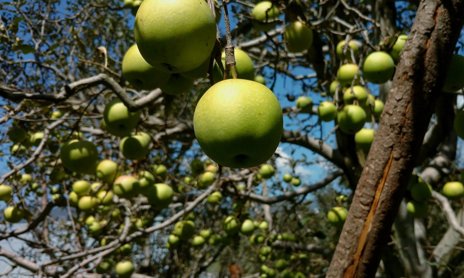Shimla Apple Tree - Lime , HD Wallpaper & Backgrounds