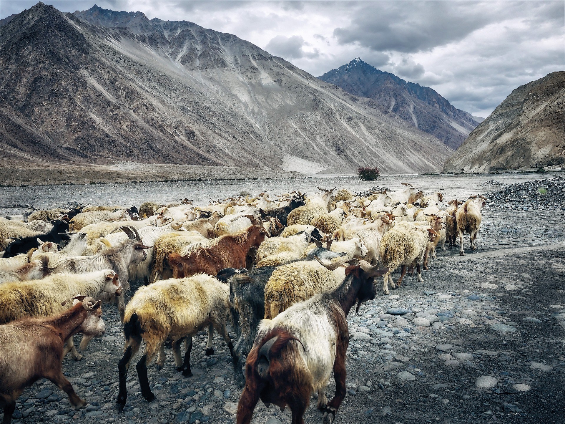 Nainital - Goats Flock , HD Wallpaper & Backgrounds
