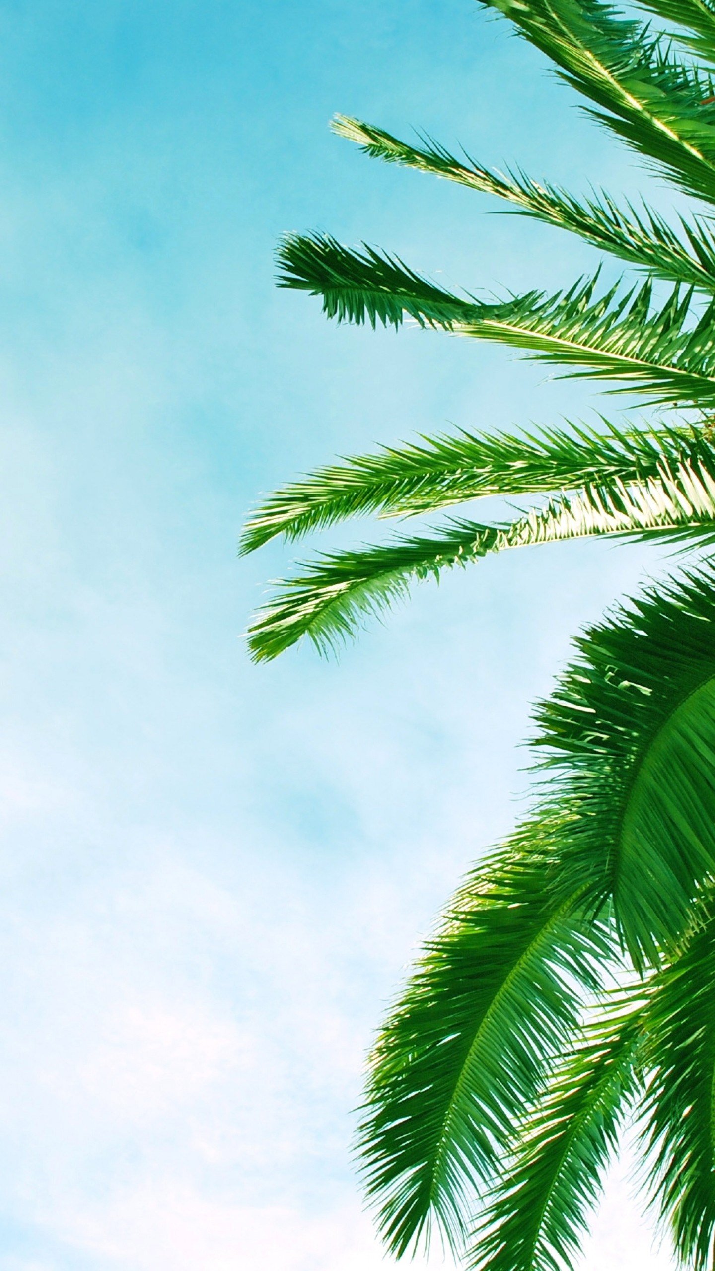 Preview Wallpaper Palm Tree, Krone, Branches, Leaves, - Palm Tree Leaves Hd , HD Wallpaper & Backgrounds