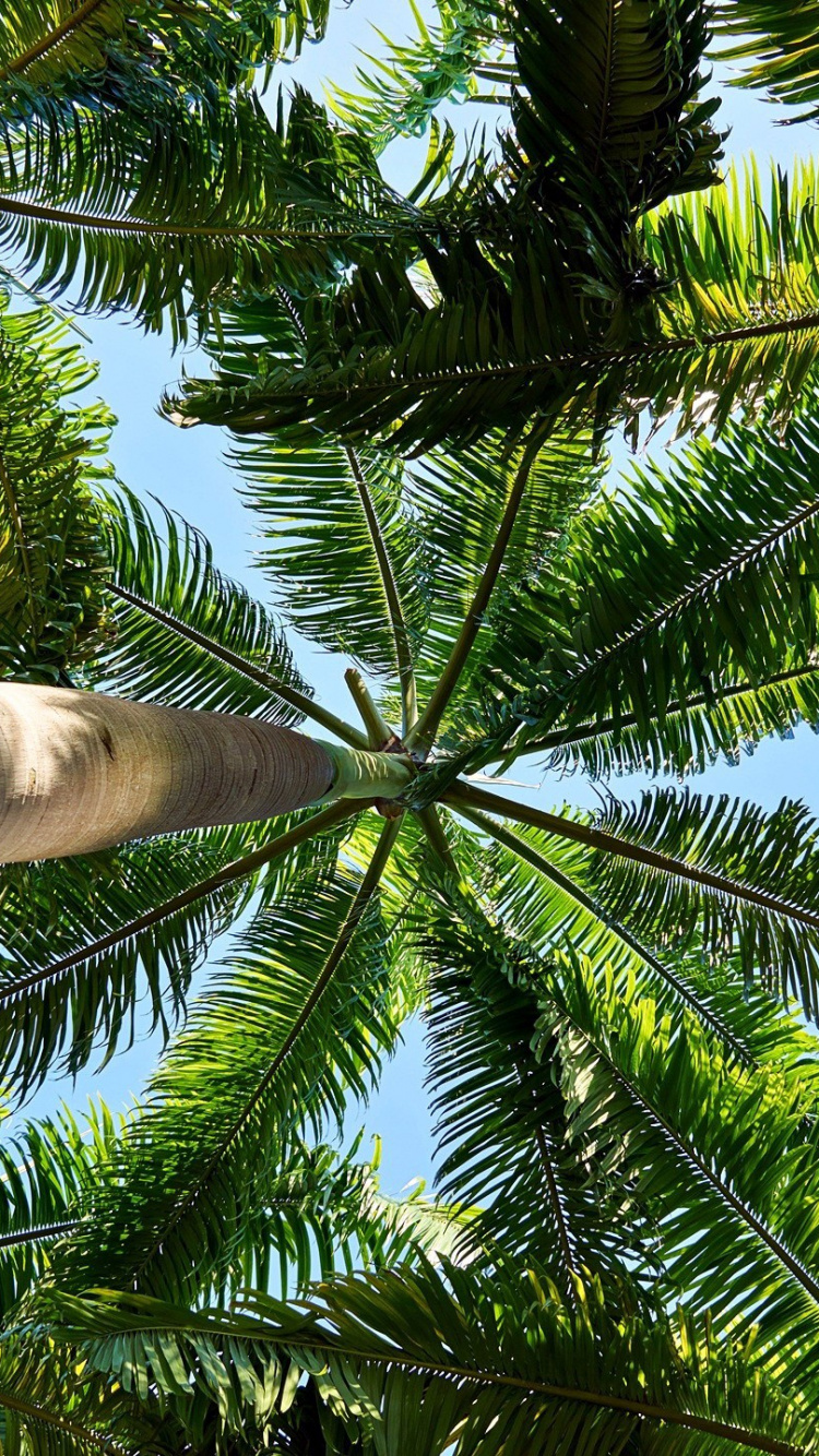 Coconut, Wall, Ecosystem, Leaf, Palm Trees Wallpaper - Palm Trees , HD Wallpaper & Backgrounds