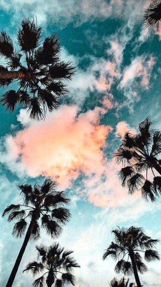 Palm Tree Wallpaper Summer Sky Palm Trees Wallpaper - Fondos De Pantalla , HD Wallpaper & Backgrounds