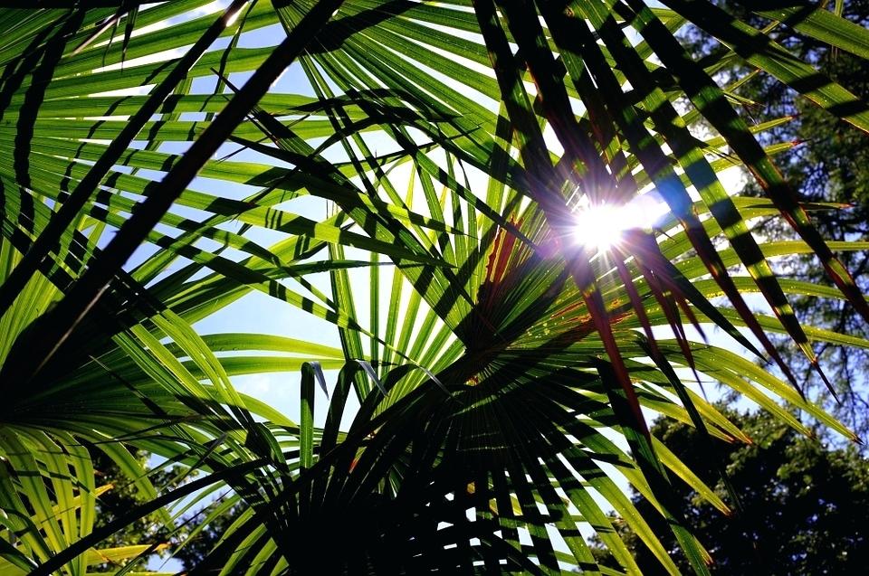 Palm Tree Leaves Iphone Wallpaper Trees Sun A Free - Palm Tree Leaves Hd , HD Wallpaper & Backgrounds