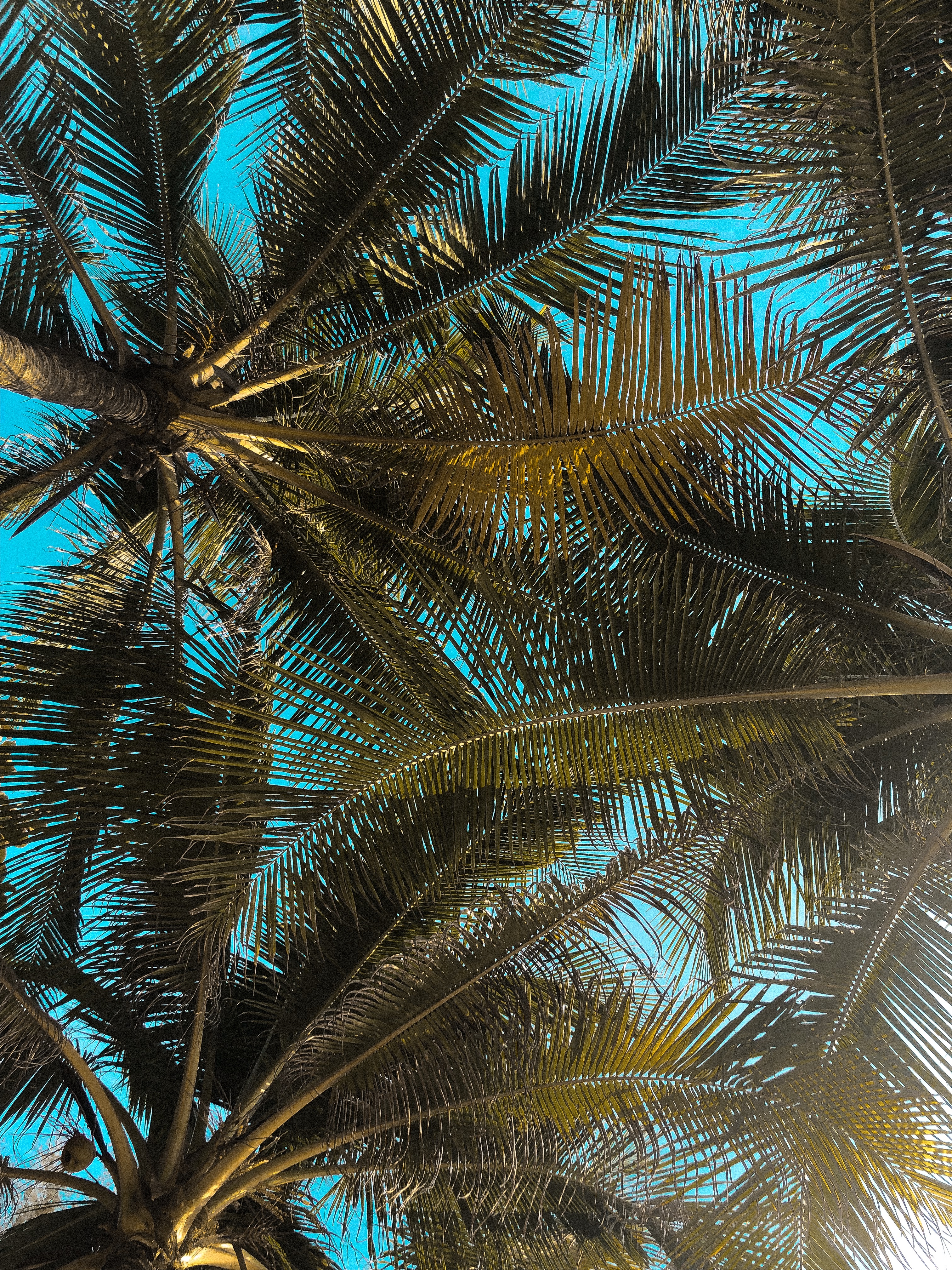 Sasha Igrevsky - Palm Trees , HD Wallpaper & Backgrounds