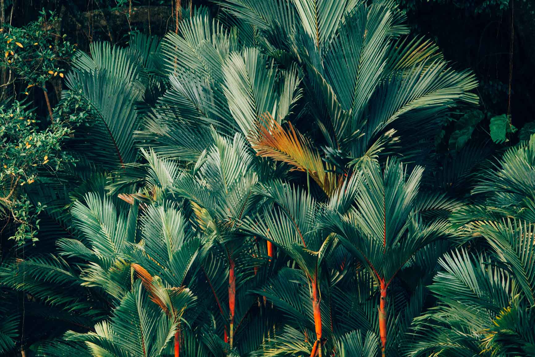 Welcome To The Jungle Iphone Xs Max Wallpapers - Iphone Xs Max Wallpaper Jungle , HD Wallpaper & Backgrounds
