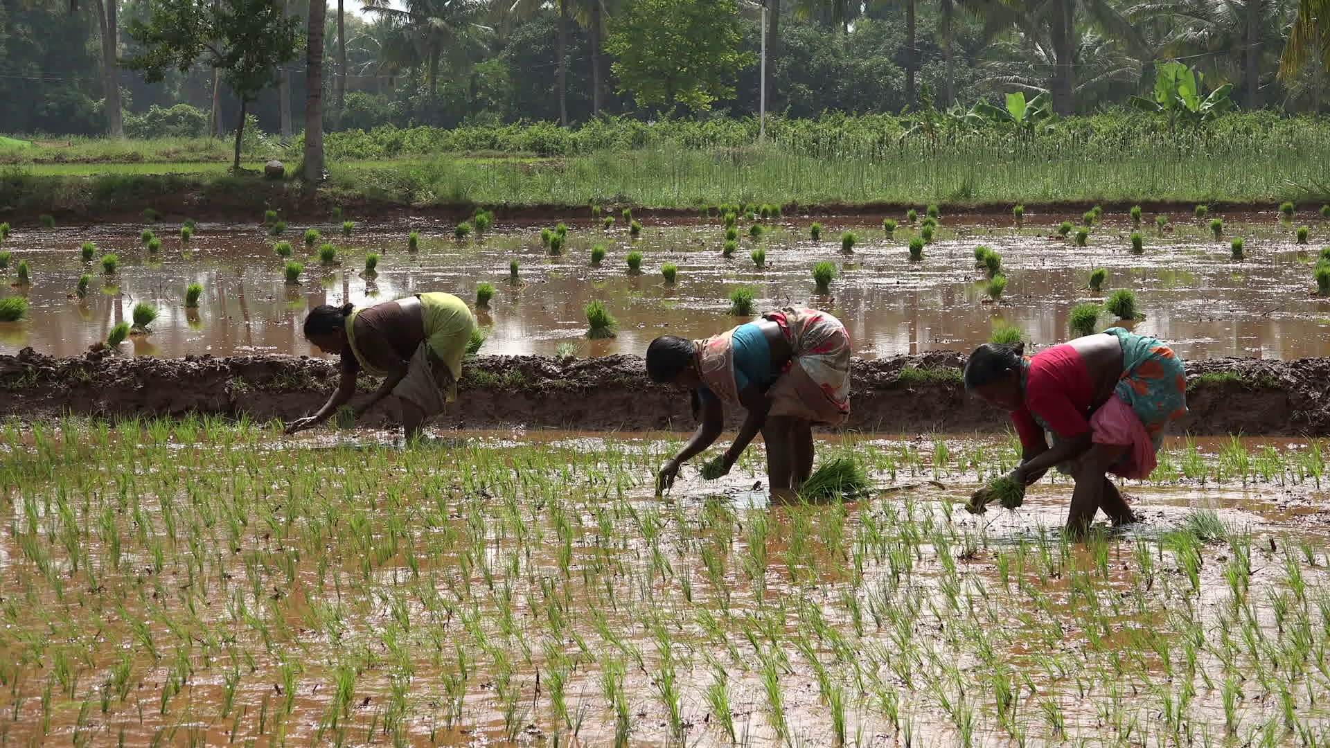 Indian - Paddy Farming In Tamilnadu , HD Wallpaper & Backgrounds