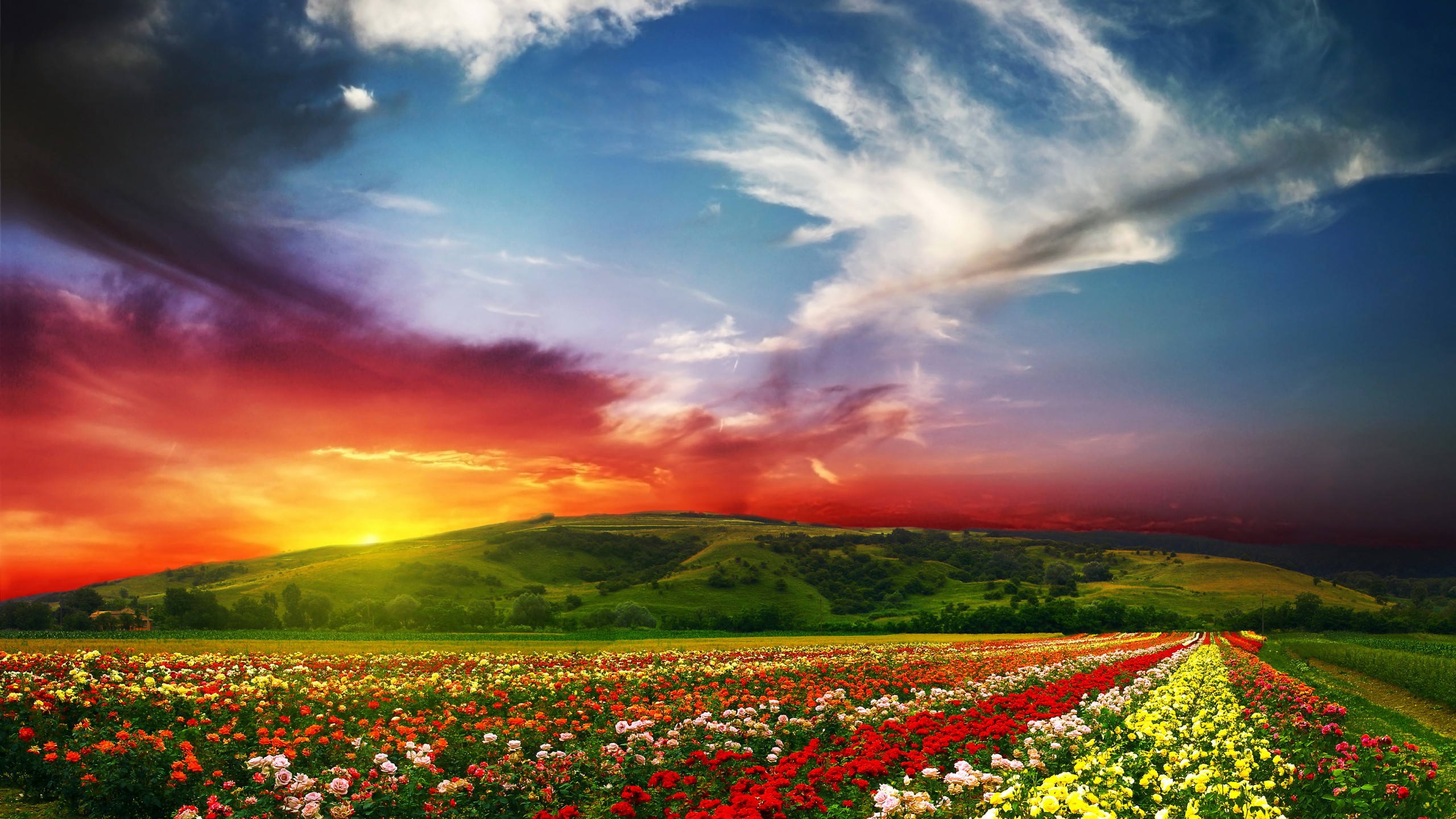 2k - Beautiful View Of Flowers , HD Wallpaper & Backgrounds
