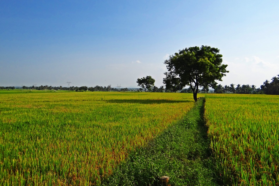 Rice Fields, Gangavati, Karnataka, India - India Paddy Field , HD Wallpaper & Backgrounds