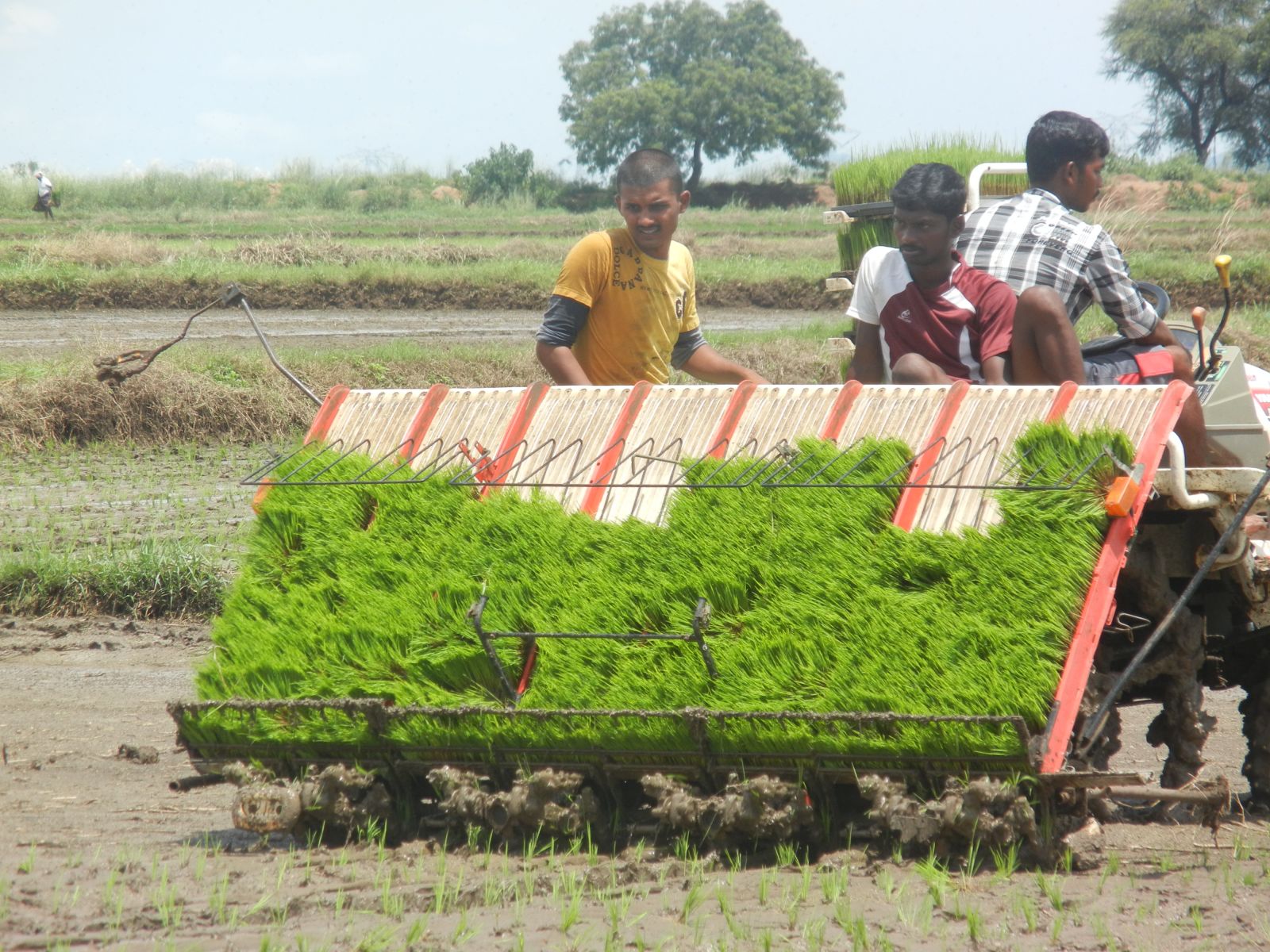 Indian - Rice Agriculture In India , HD Wallpaper & Backgrounds