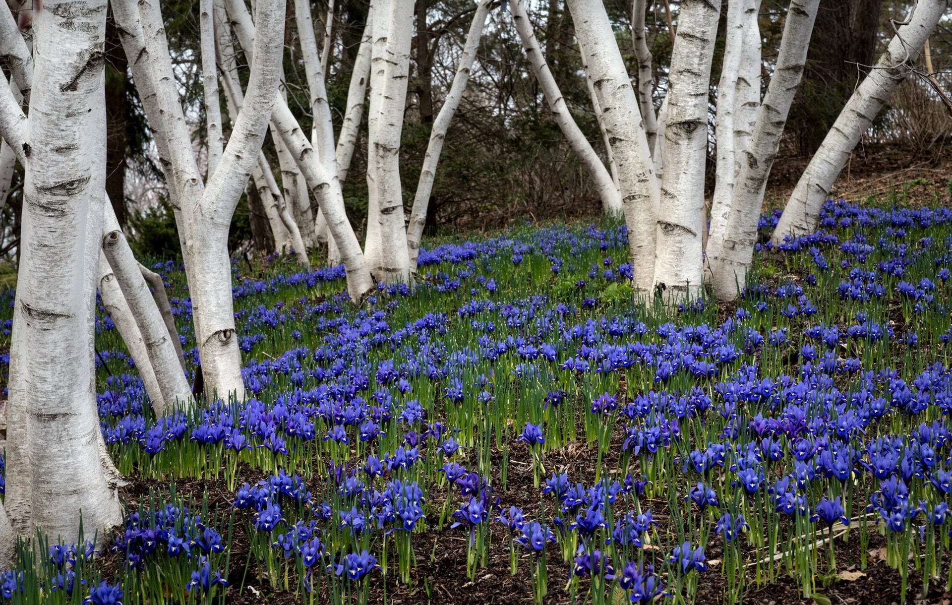 Flowers In Birch Forest - Birch Tree Spring , HD Wallpaper & Backgrounds