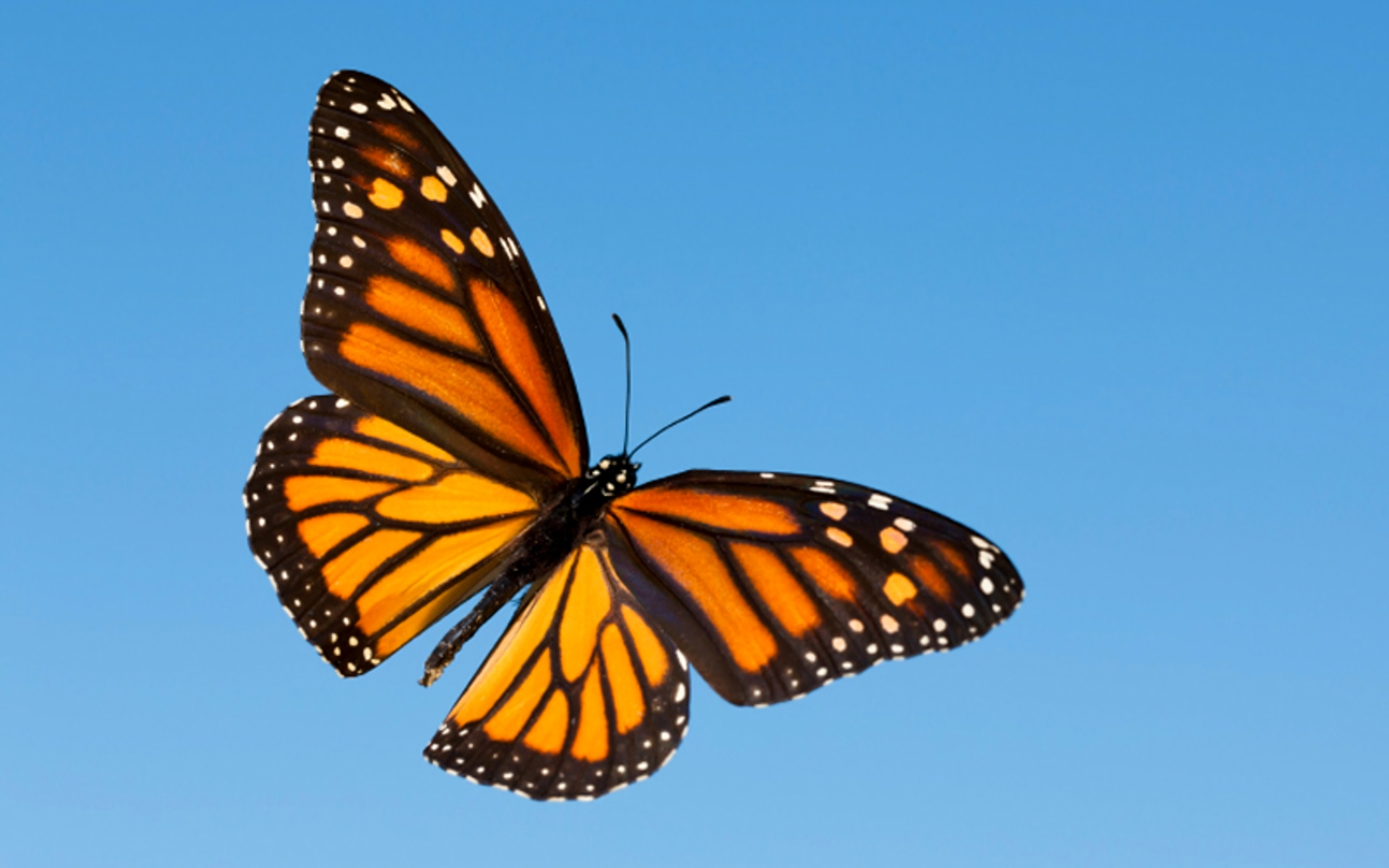 Wallpapers Id - - Monarch Butterfly High Resolution , HD Wallpaper & Backgrounds