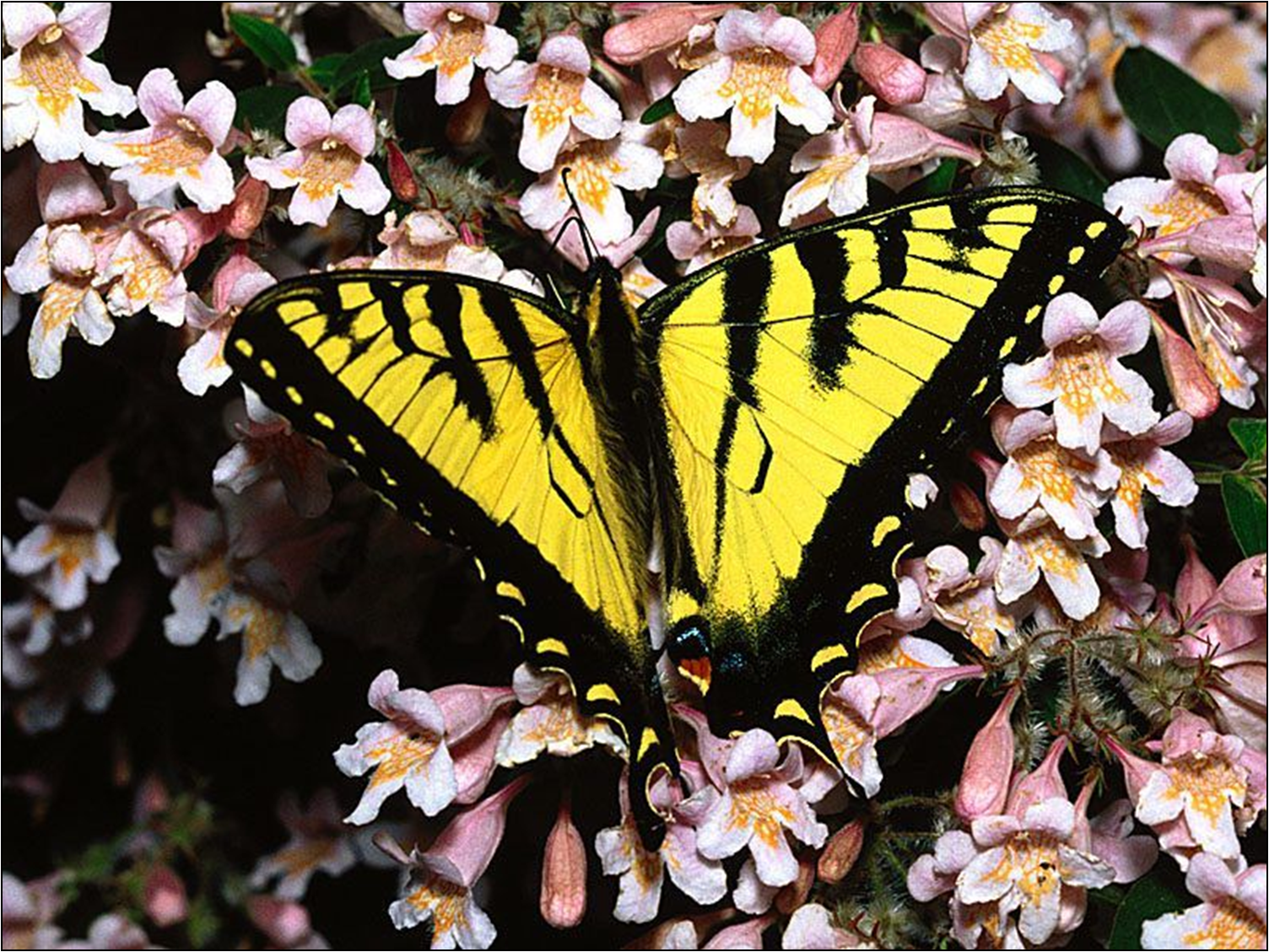 Mariposas Wallpaper - Mariposa Amarilla Con Negro , HD Wallpaper & Backgrounds