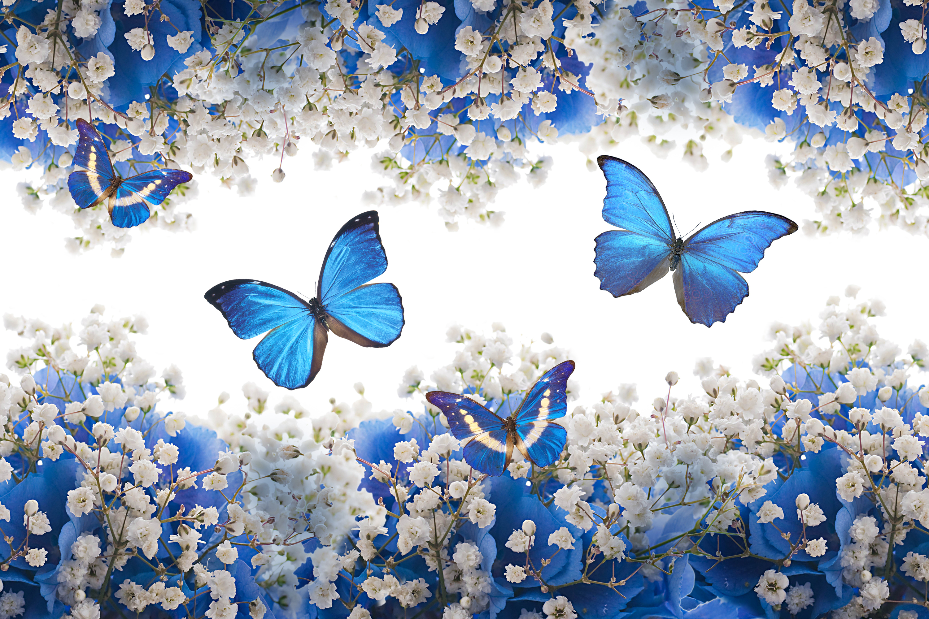 Butterflies And Flowers - Beautiful Pictures Of Flowers Of Nature , HD Wallpaper & Backgrounds