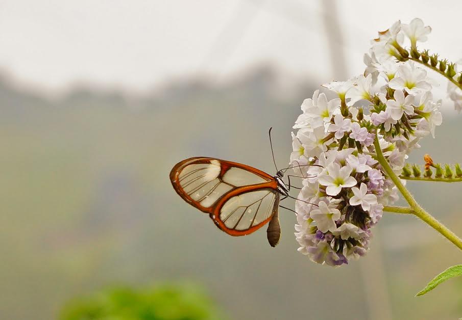 Fotografías De Mariposas En Las Flores Silvestres, - Vida No Se Trata De Ser Un Ganador O Un Perdedor Se , HD Wallpaper & Backgrounds