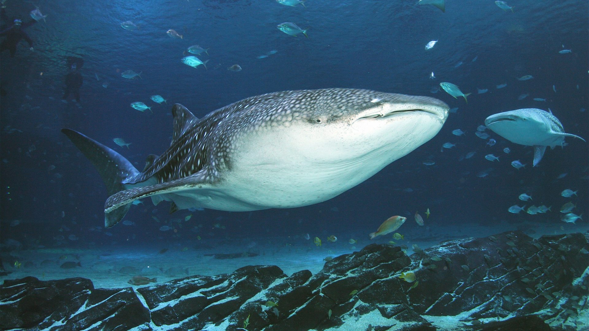 Whale Shark Underwater Ocean Sea Moving Tropical Fish - بزرگ ترین آکواریوم جهان , HD Wallpaper & Backgrounds