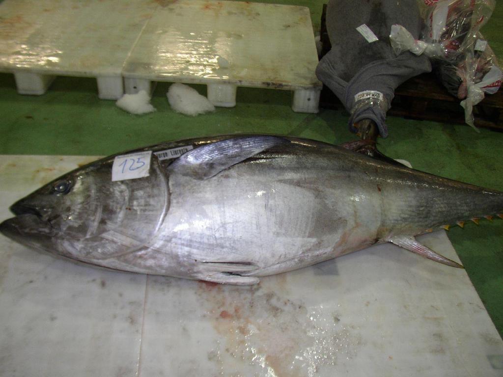 Source - Bluefin Tuna (#509811) - HD Wallpaper & Backgrounds Download