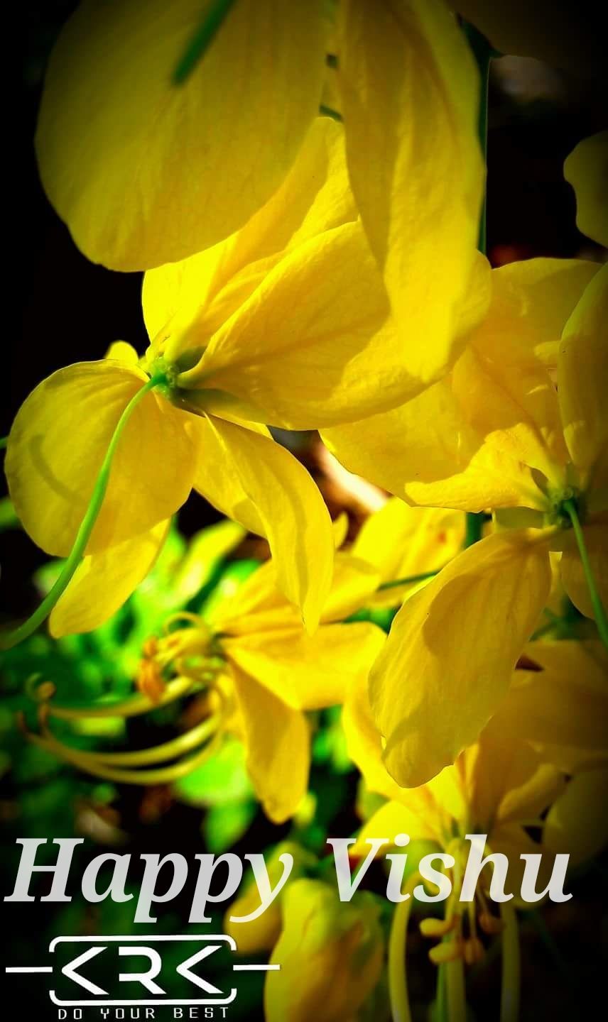 #happy #vishu Parsley, My Photos - Yellow Iris , HD Wallpaper & Backgrounds