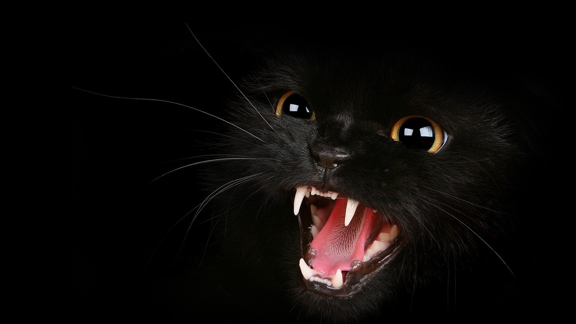 Wallpaper Kitten, Black, Eyes, Aggression, Teeth, Meow - Black Cats , HD Wallpaper & Backgrounds