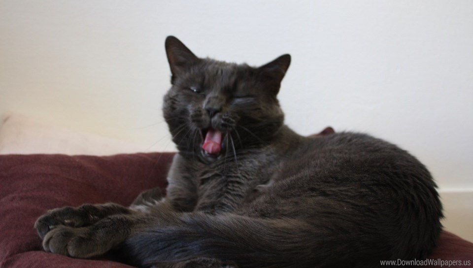 Cat Yawns , HD Wallpaper & Backgrounds